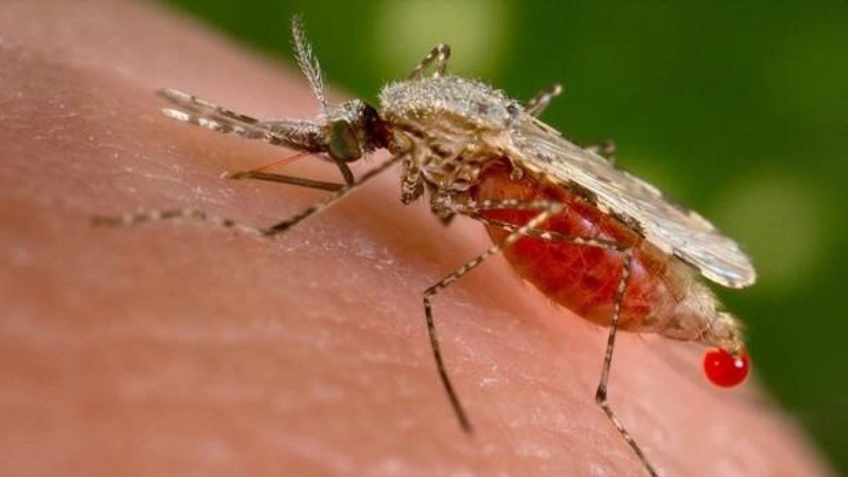 Un mosquito 'Anopheles stephensi' obtiene una muestra de sangre de un huésped humano.