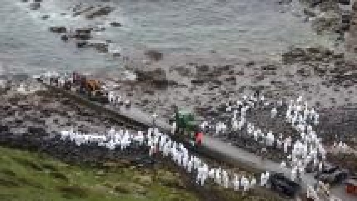 Miembros de las Fuerzas Armadas y voluntarios limpian la costa gallega entre Corcubión y Lira