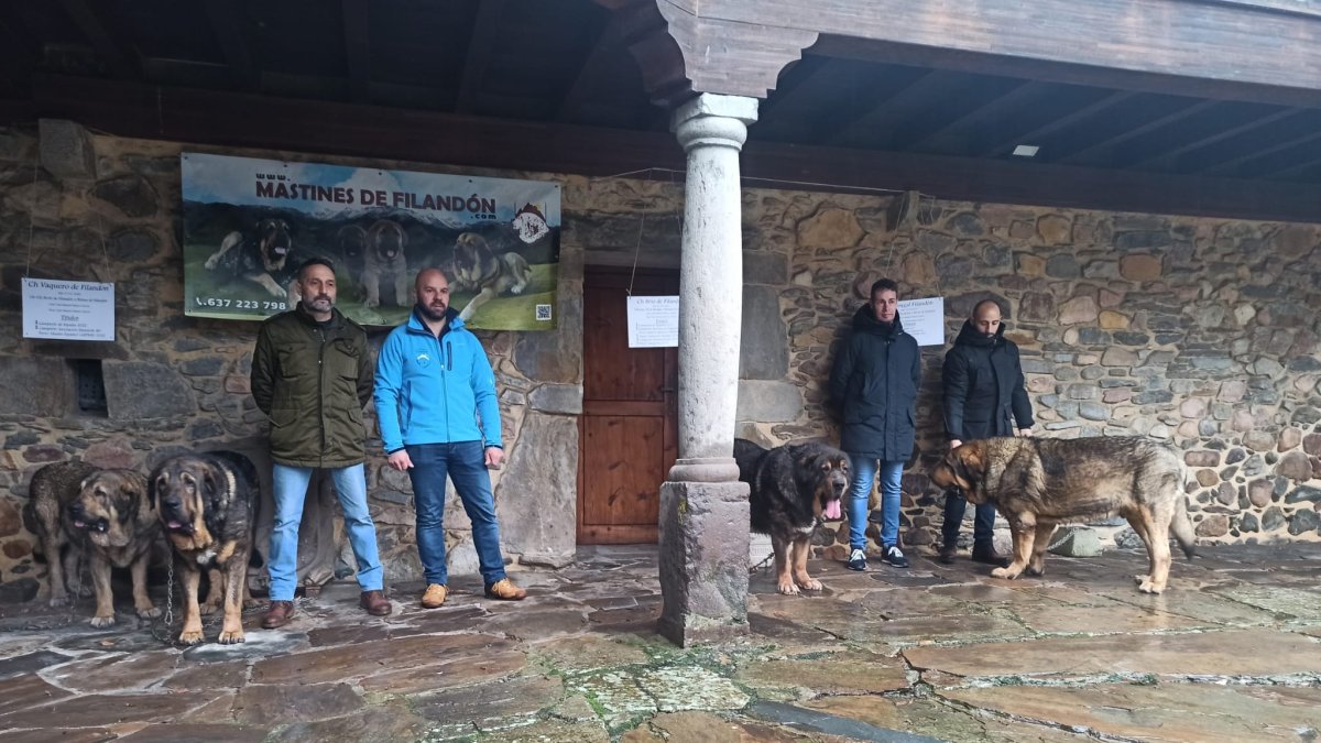 Ejemplares del criadero Mastines de Filandón, con sus criadores. ARAUJO