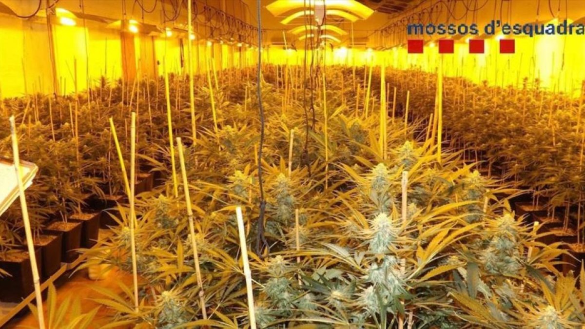 La plantación de marihuana descubierta en la masía de Santa Cristina d'Aro.