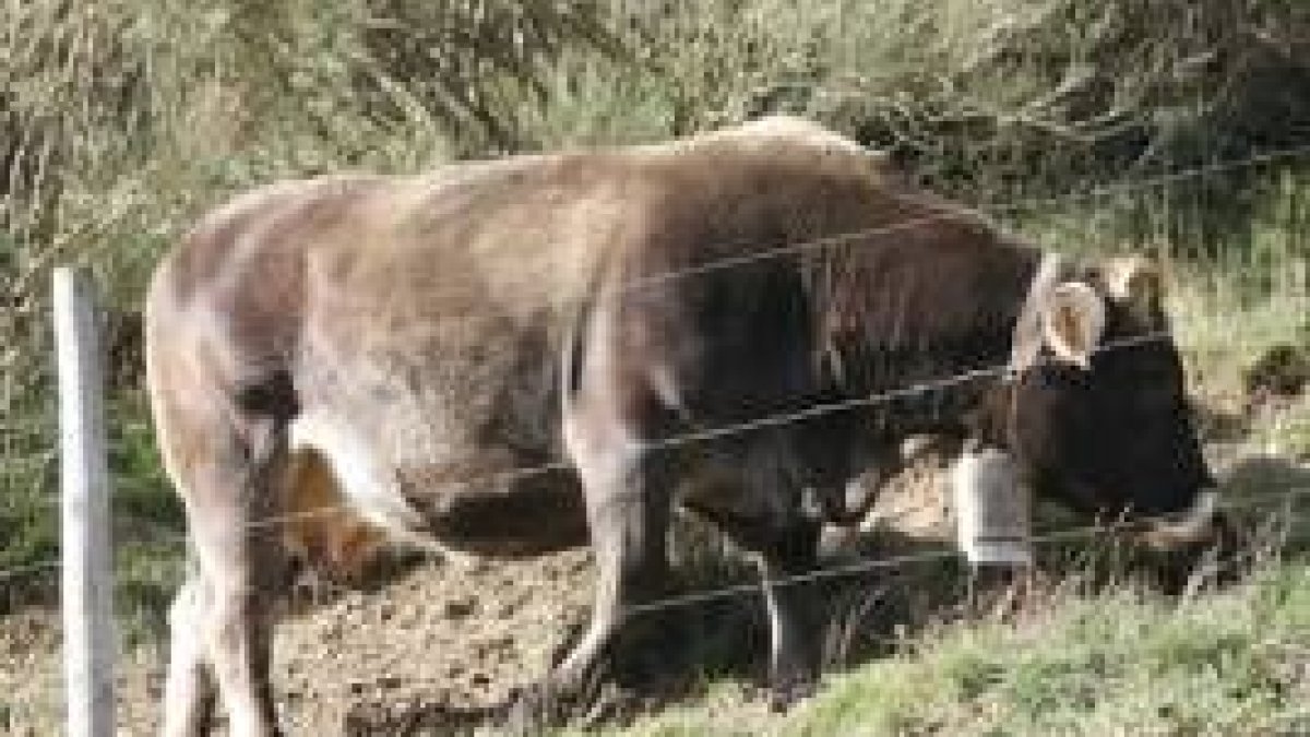 Una vaca pasta en la zona de Picos de Europa, en León