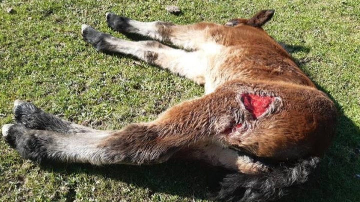 Un potro muerto tras los ataques del lobo en las últimas semanas en la Montaña Oriental. CAMPOS