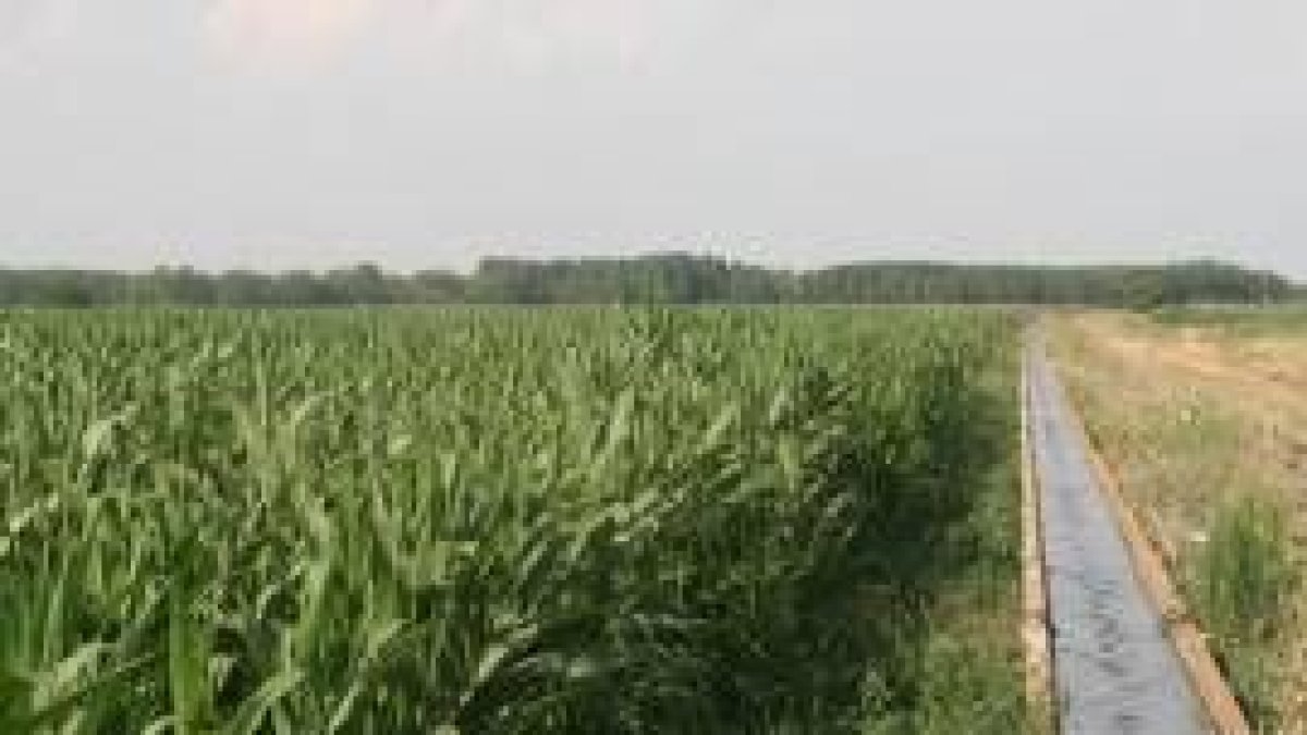 Una de las principales trabas para el florecimiento de las manufacturas hortícolas es el maíz