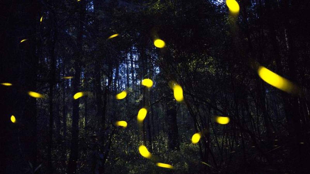 La intimidad de las luciérnagas al descubierto en el bosque Santa Clara. HILDA RÍOS
