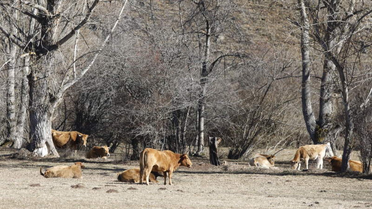 Imagen de un grupo de vacas en la comarca de Babia. MARCIANO PÉREZ