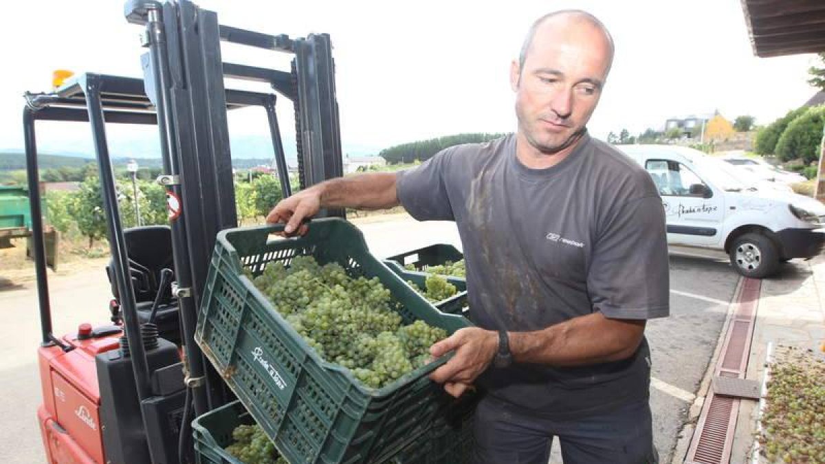 La uva de la variedad Chardonnay, la primera recogida en el Bierzo este año, comenzó a entrar ayer en la Bodega de Prada