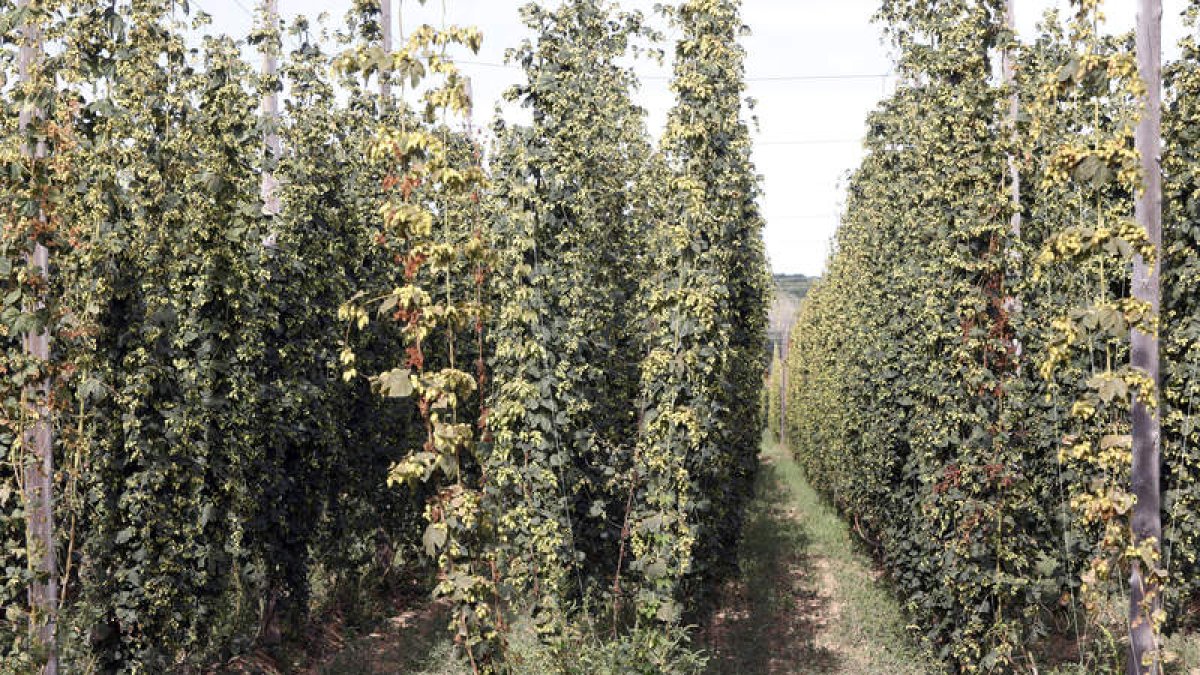 Una plantación de lúpulo de la provincia. MARCIANO PÉREZ