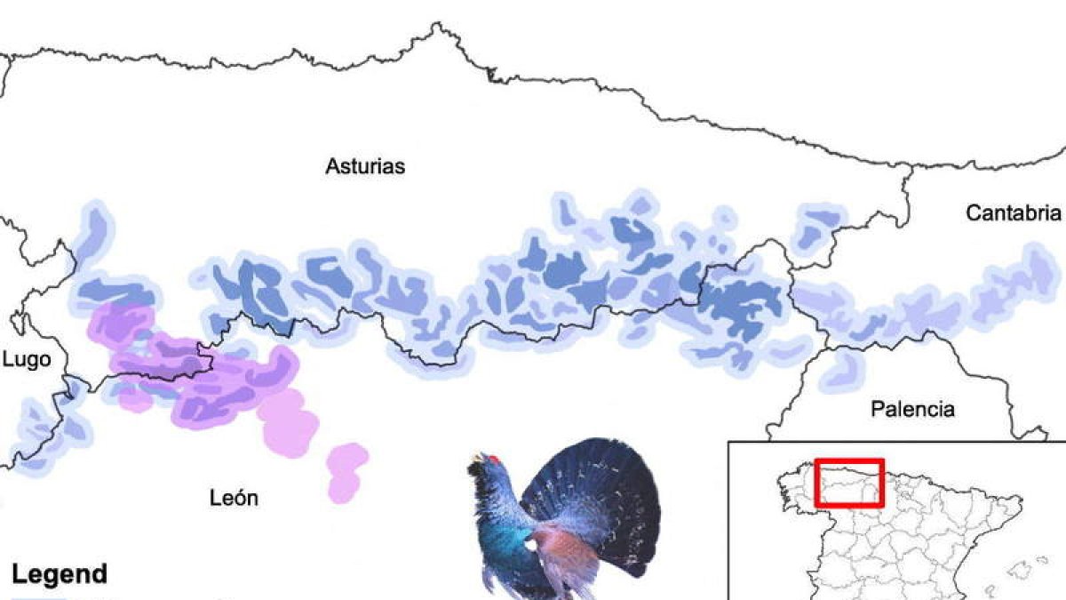 Mapa en el que se comprueba cómo se ha reducido el hábitat del urogallo cantábrico. IREC