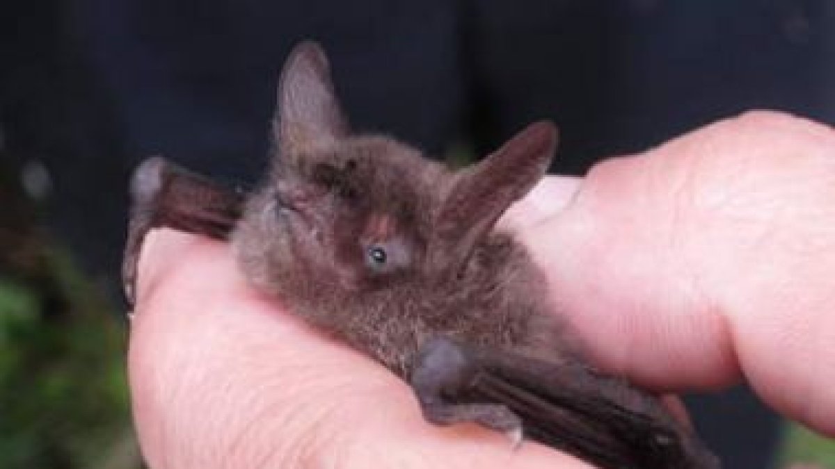 Un ejemplar de murciélago de oreja hendida o murciélago ratonero pardo encontrado en Posada.