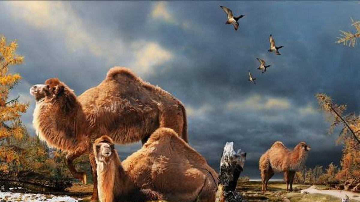 Ilustración de un grupo de camellos en el Ártico. El ambiente hace 3,5 millones de años era más cálido que en la actualidad.