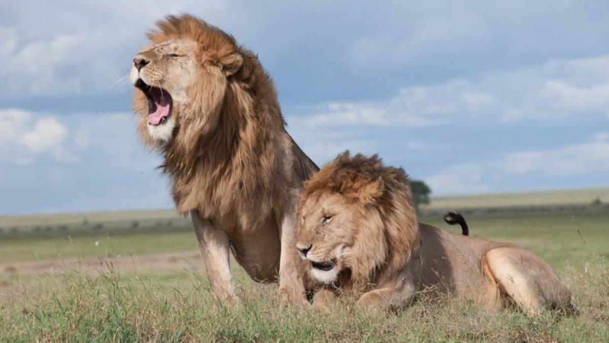 Una pareja de leones en plena sabana africana. IURII IVASHCHENKO / PEXELS