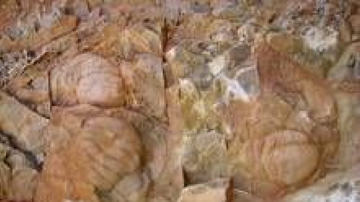 Cefalones o cabezas de trilobites hallados en el yacimiento de Los Barrios de Luna