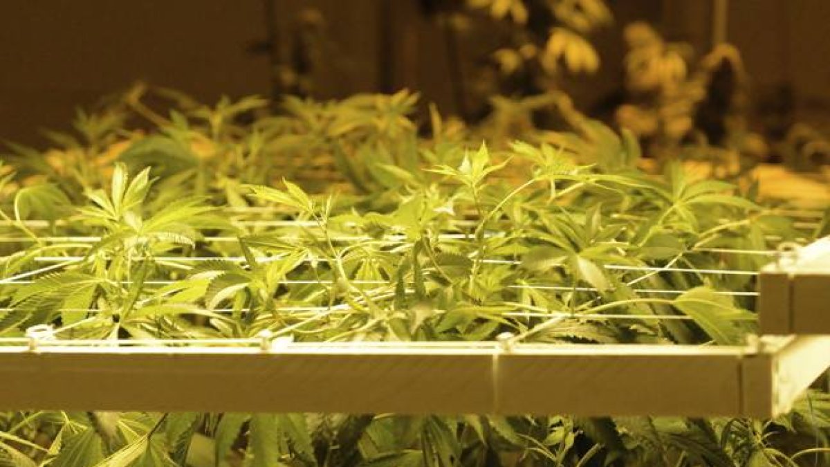 Plantación de marihuana en Denver (Colorado, EEUU), donde se vende de forma legal desde el 1 de enero pasado.
