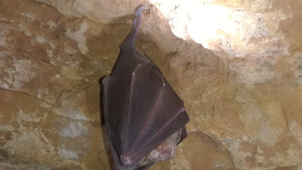 En Castilla y León anidan 26 especies de murciélagos de España. JCYL
