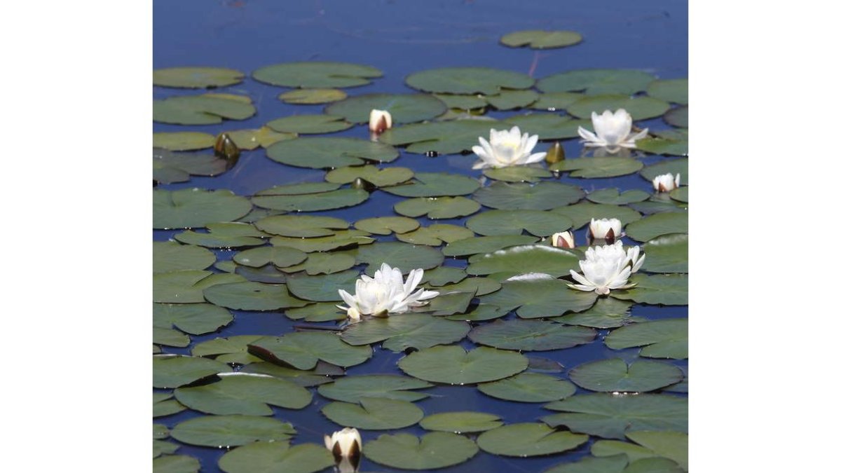 La población de nenúfares prácticamente ha desaparecido de todo el lago. L. D. M.