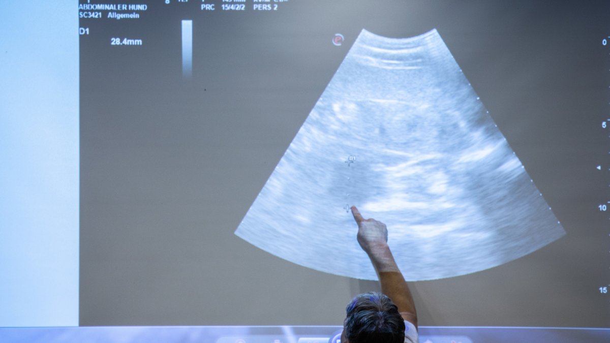 Una ecografía recoge los latidos del que será el primer osezno nacido en cautividad en Alemania
