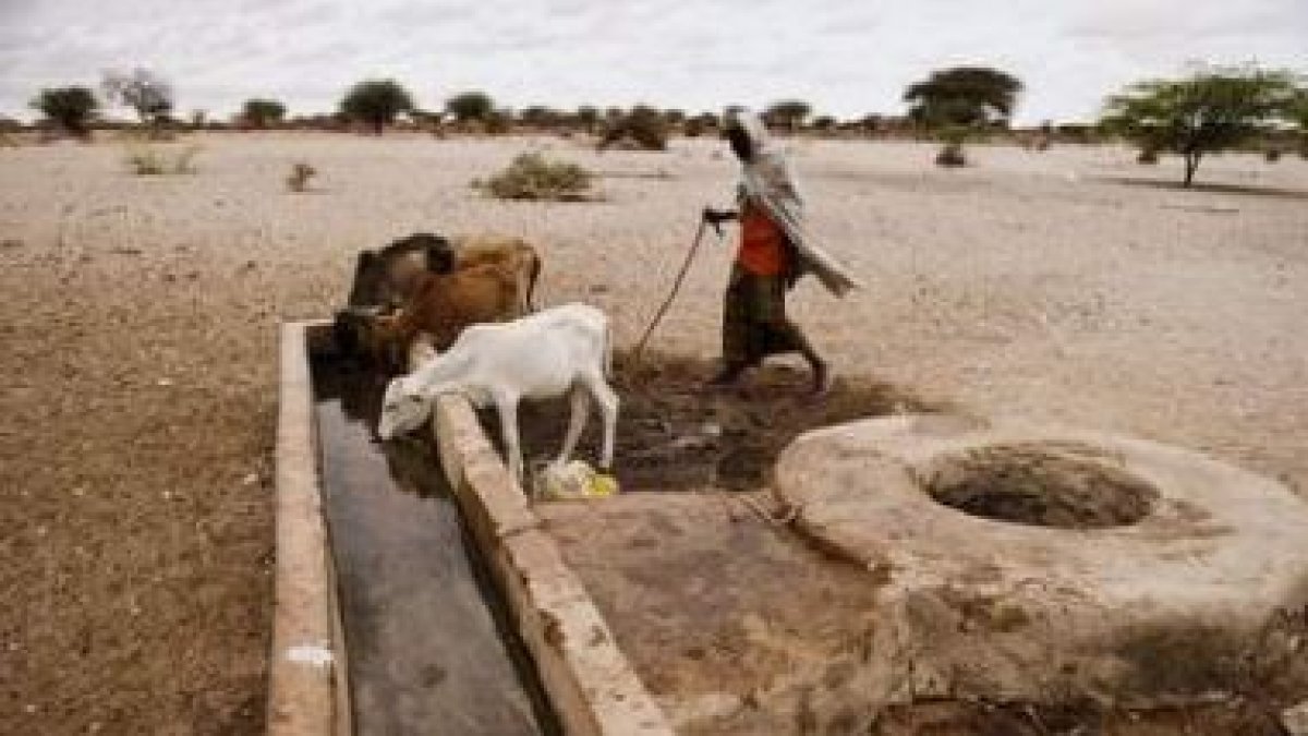 Un hombre da agua a su ganado en una fuente de Elhado, al noreste de Kenia.