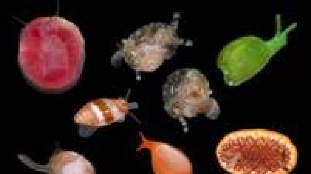 Varias de las especies de moluscos encontradas en el mar de Bohol