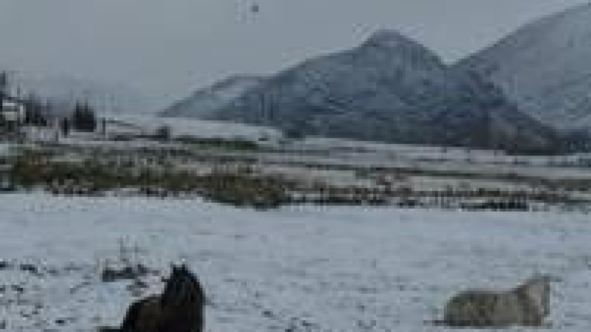 Unos caballos descansan entre la nieve, en las cercanías de Villafeliz