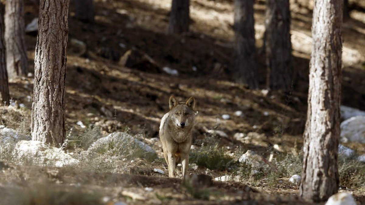 Imagen de uno de los lobos de la reserva. J. J. GUILLÉN