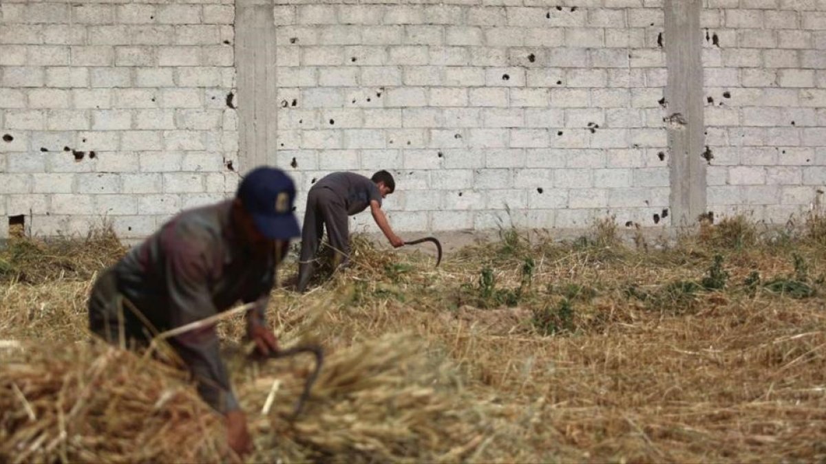 Recogida de la cosecha de trigo a las afueras de Damasco.