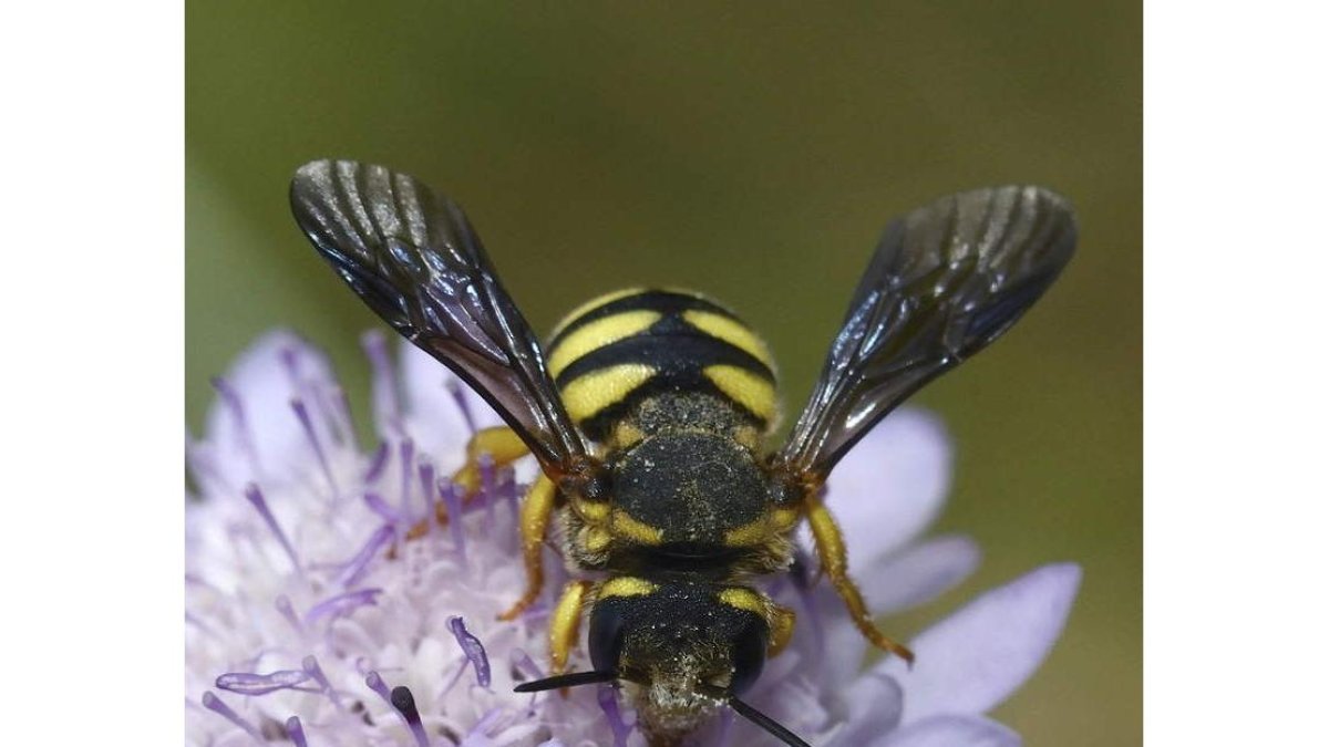 Las abejas silvestres han sufrido en Europa ya un retroceso del 9,2%