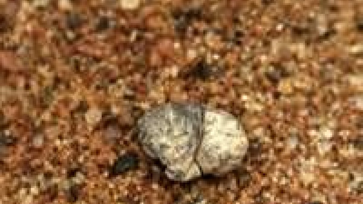 Fotografía distribuida que muestra un chicle de unos 5.000 años