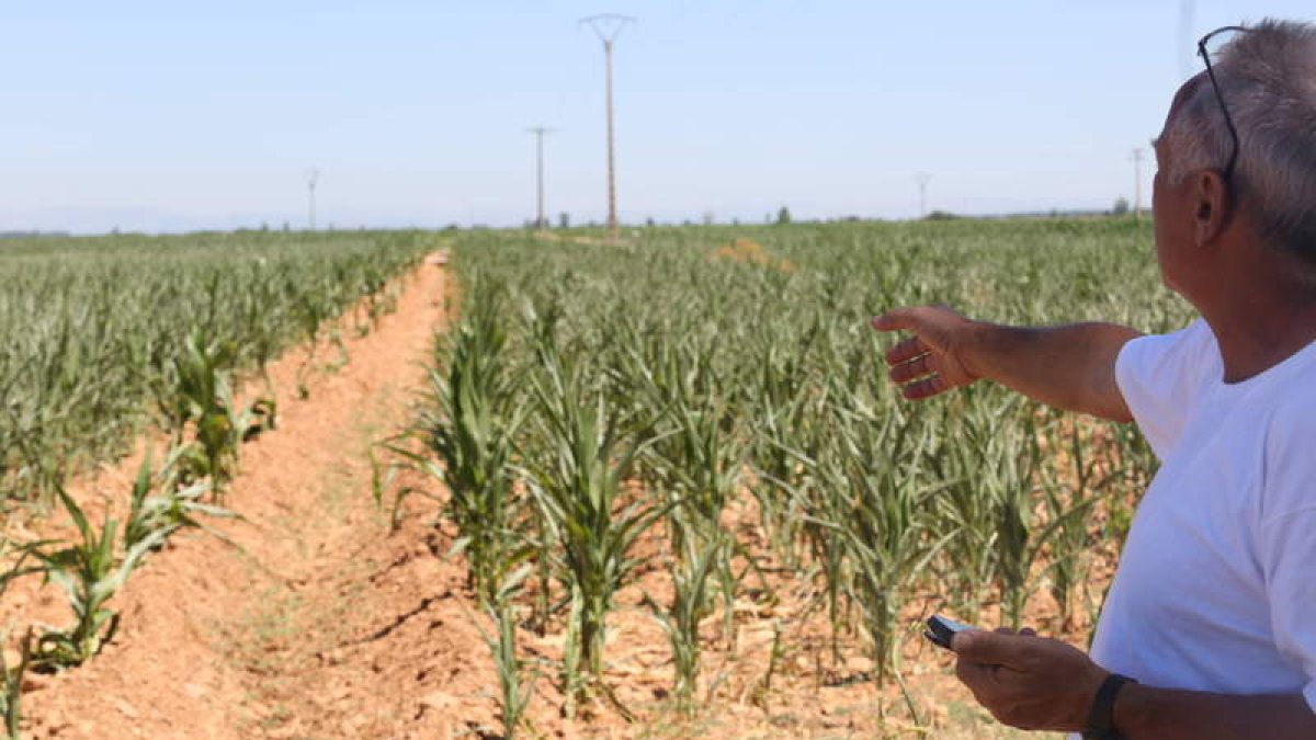 Un agricultor muestra su cosecha de maíz, prácticamente seca, en Valdefuentes del Páramo.