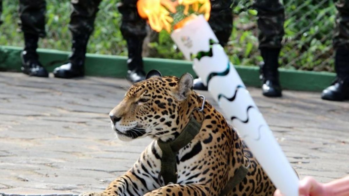 El jaguar 'Juma' durante la ceremonia de paso de la antorcha en Manaos.