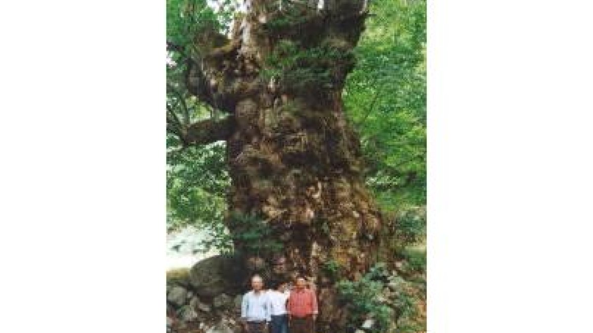 El árbol iba a ser destinado a embellecer salpicaderos de coches de lujo