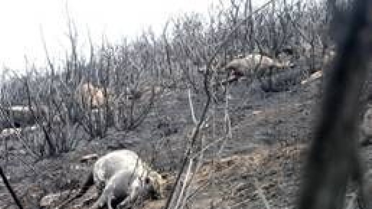Caballos muertos en el incendio de Sabucedo