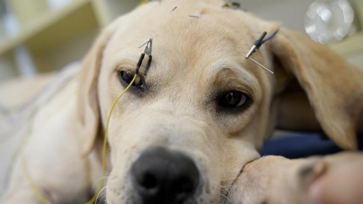 Un perro recibiendo tratamiento de acupuntura en el Centro TCM de Neurología y Acupunctura de Salud Animal, en Shangai (China).
