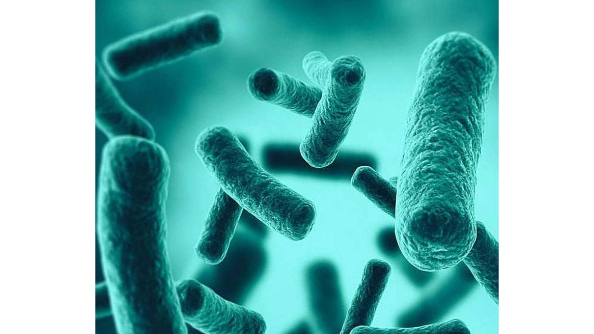 Las bacterias que viven en el intestino forman la microbiota natural de los seres vivos. jezper