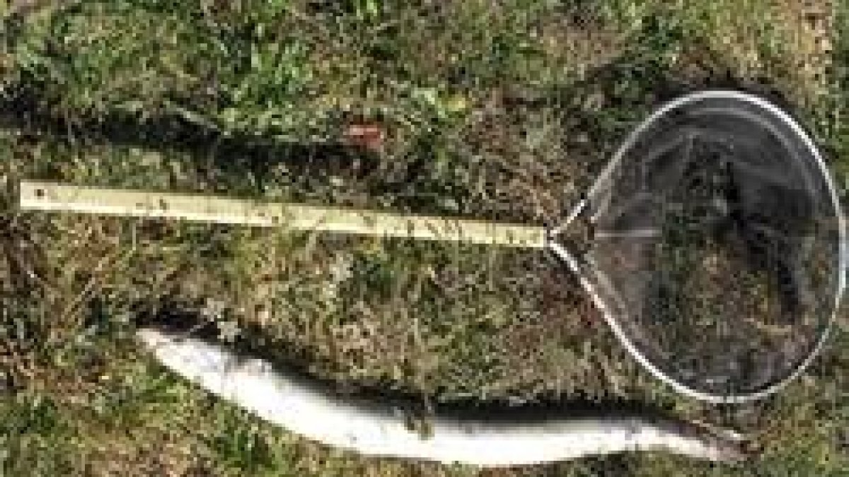 Esta anguila, pescada en el Esla, midió 92 centímetros y pesó 1,6 kilos