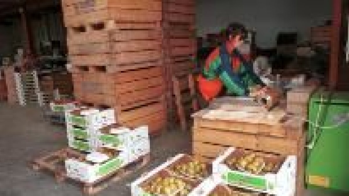 Los agricultores auguran pérdidas millonarias en la recogida de las frutas de pepita del Bierzo