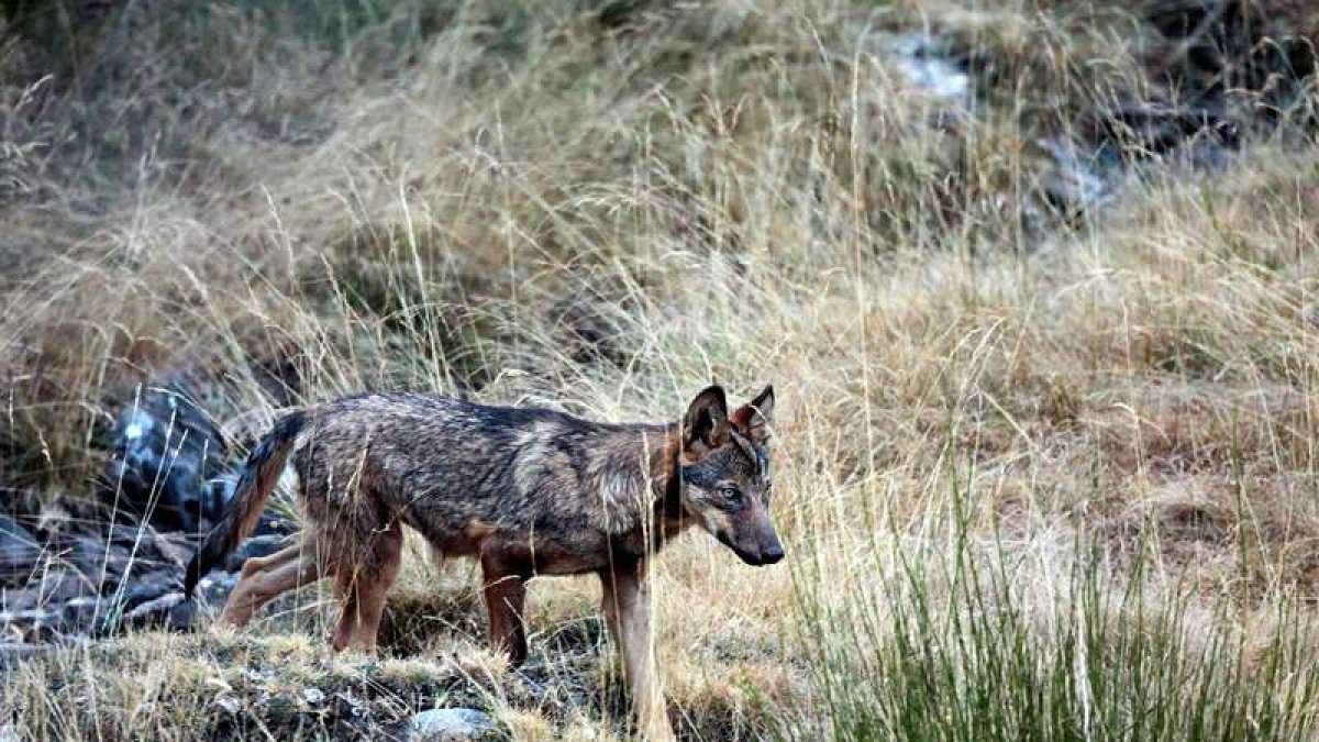 Foto de archivo de un lobo en su hábitat.