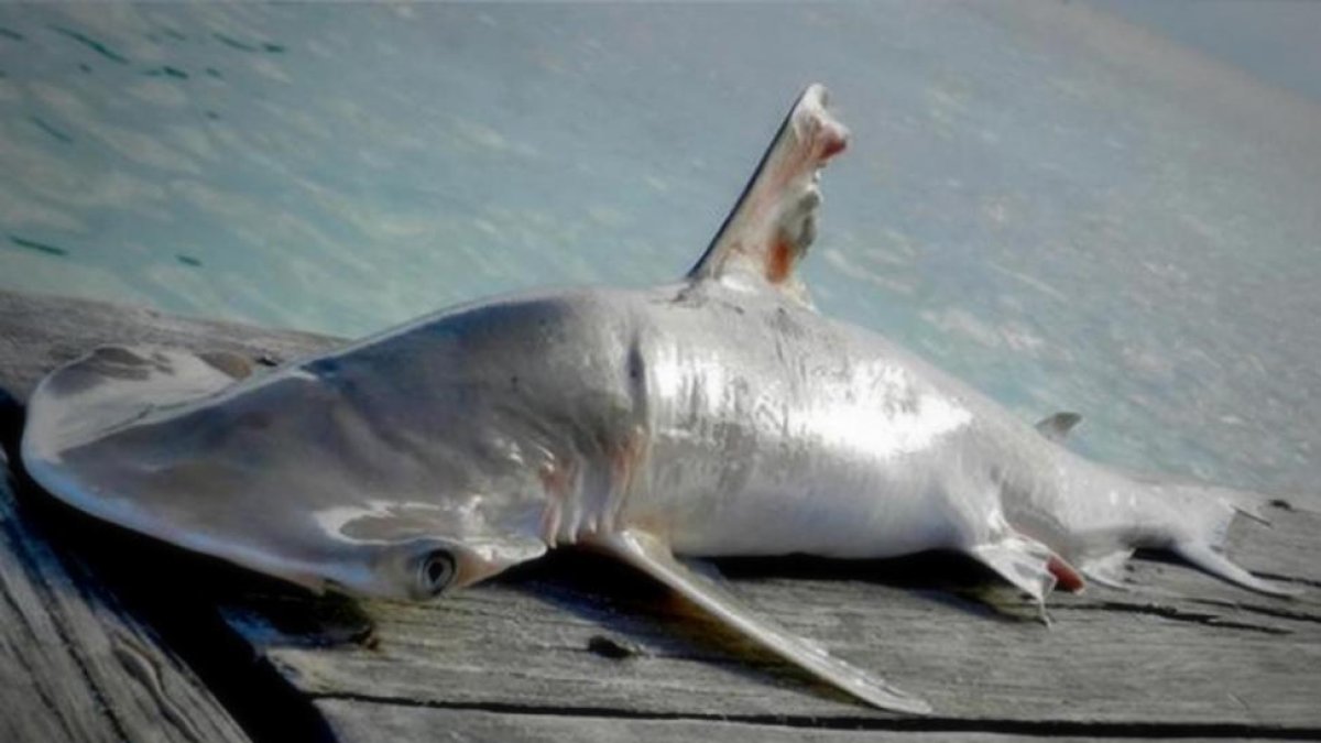 El nuevo tiburón martillo, del género 'Sphyrna', descubierto en aguas de Belice.