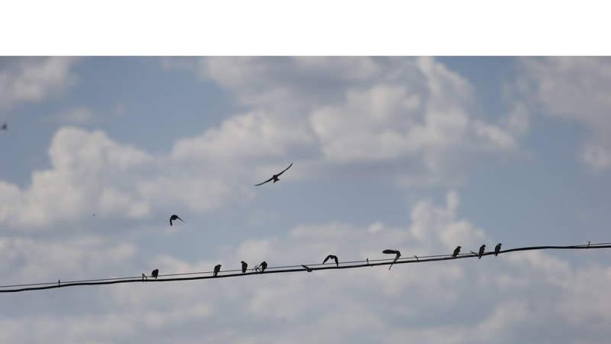 Un grupo de pájaros se posan sobre un cable de alta tensión en Hospital de Órbigo.