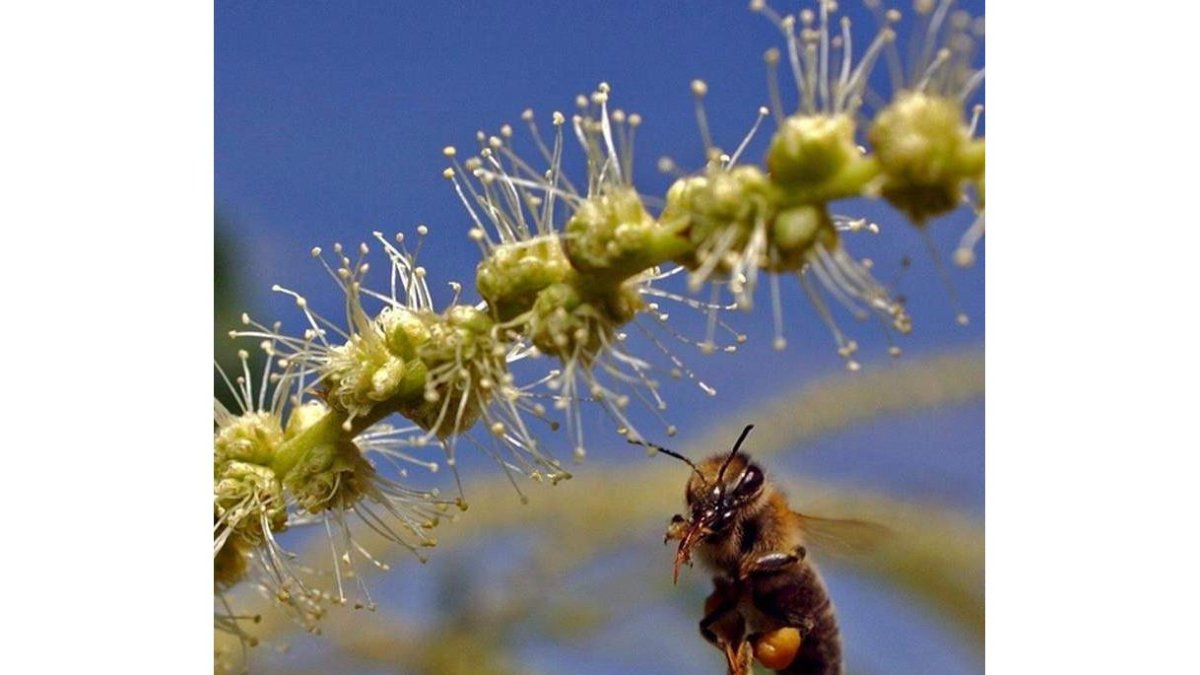 Una abeja se dispone a libar de la flor de un árbol de castaño. GYOERGY VARGA