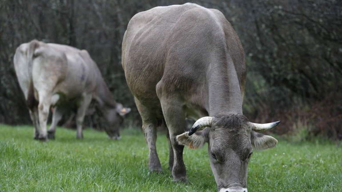 Las ganaderías pequeñas de leche podrían estar amenazadas por la regulación. JESÚS F.. SALVADORES