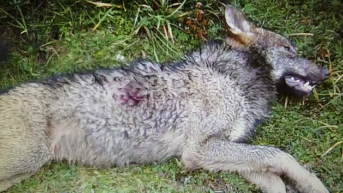 El cadáver del lobo Marley, participante en un estudio científico, tras ser abatido en Picos.