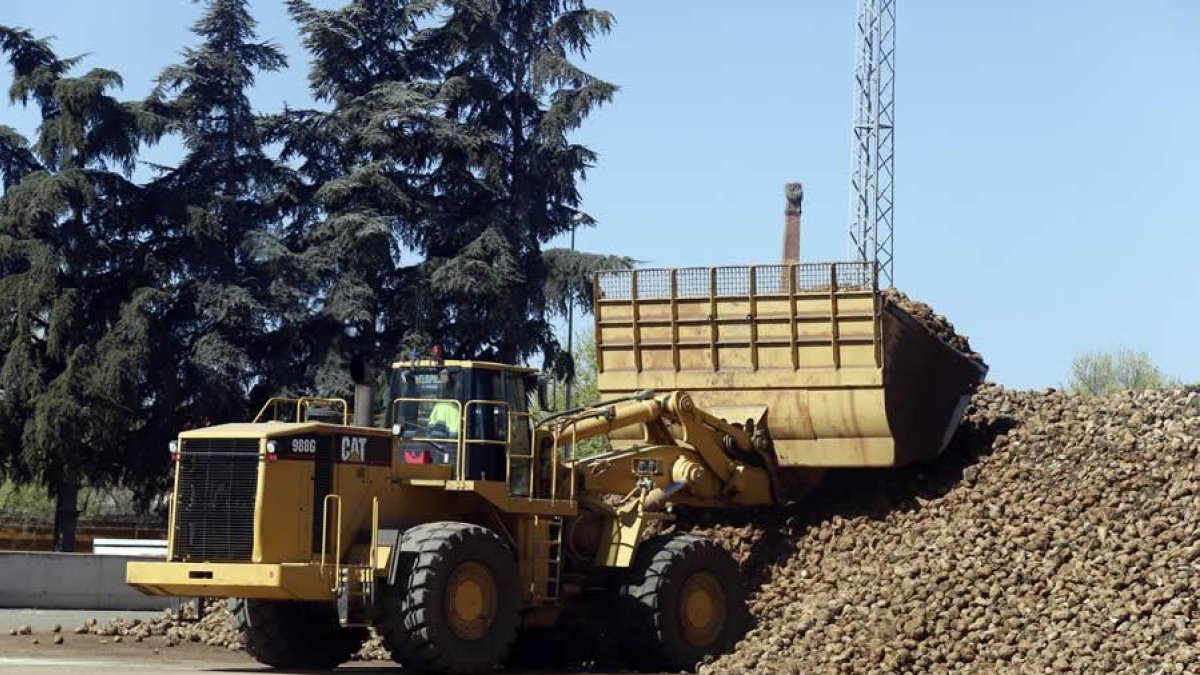 Bulldozer trasladando remolacha en las instalaciones de la azucarera de La Bañeza.