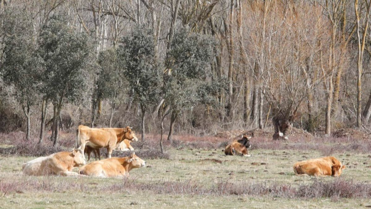 Varias vacas pastan en una finca de León. MARCIANO PÉREZ