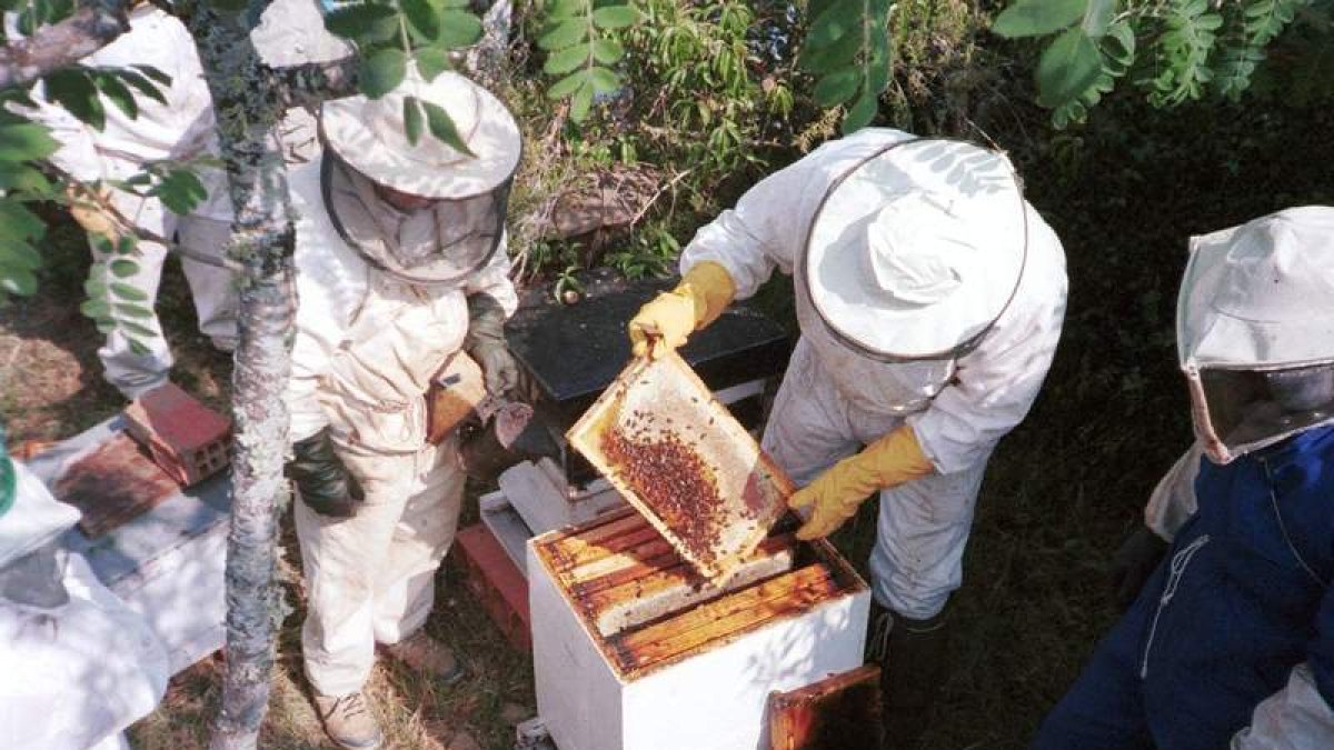 Los apicultores aseguran que la desaparición de las abejas afectará a los vinos y a los frutales, por su labor polinizadora.