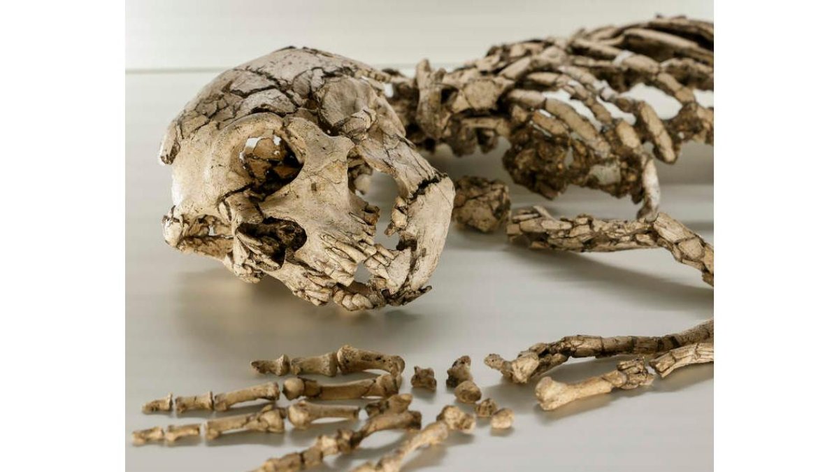 El Homo neanderthalensis presente antes de la llegada del Homo sapiens. BIEL ALILÑO