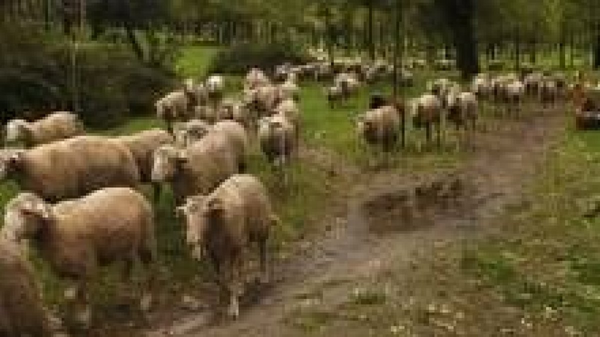 Las ovejas que van camino del sur desde los pastos de la montaña, ayer en la Casa de Campo