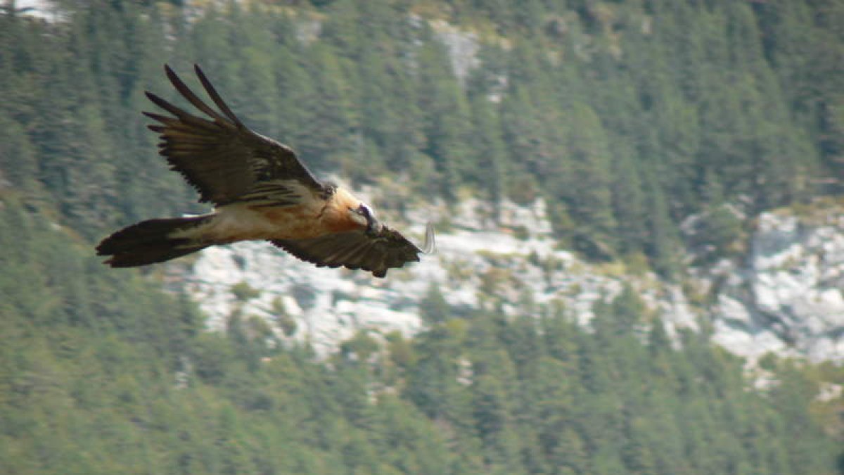 Con estos tres quebrantahuesos, Picos de Europa albergará un total de seis ejemplares