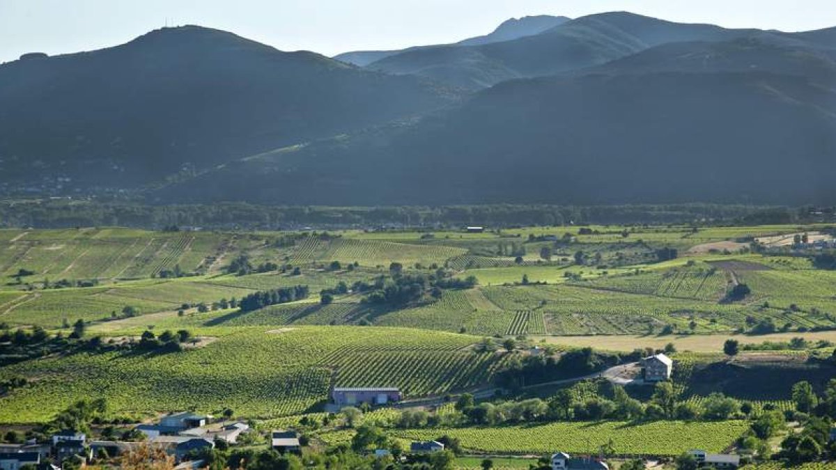 El Bierzo es territorio vinícola y prueba de ello es la gran extensión de viñedo con la que cuenta. En esta imagen panorámica puede verse parte de su paisaje vitivinícola.