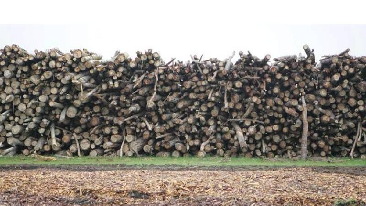 Residuos forestales de las limpiezas de los bosques empleados para la generación de biomasa.