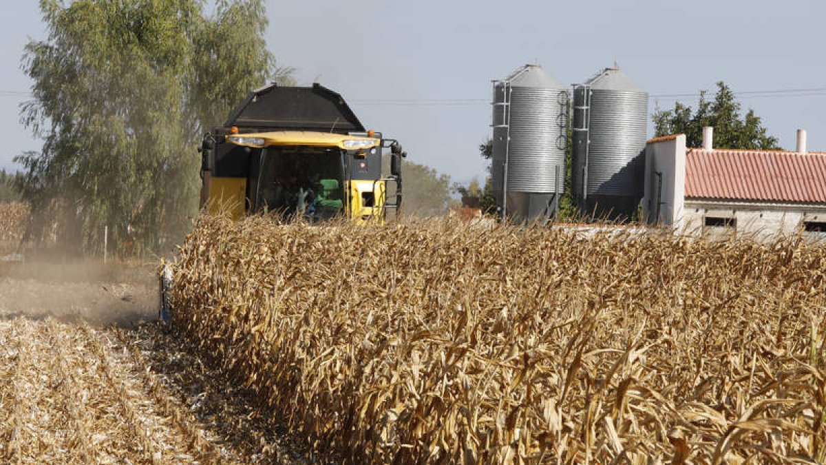 Finca de maíz en 2017, año en el que el cultivo sufrió la fuerte sequía que azotó la provincia. MARCIANO